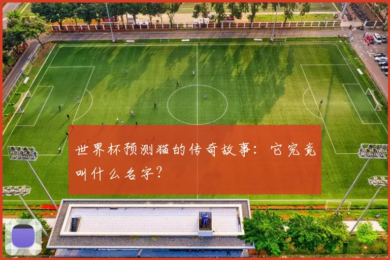 世界杯预测猫的传奇故事：它究竟叫什么名字？