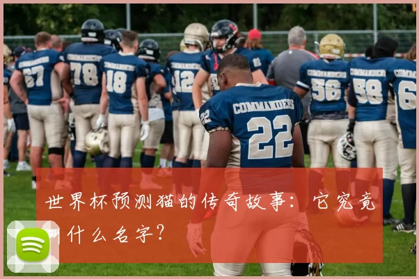 世界杯预测猫的传奇故事:它究竟叫什么名字?